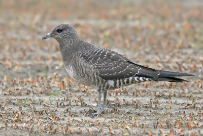 Long-Tailed Skua / Kleinste Jager