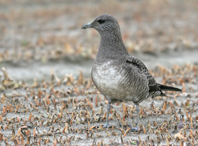 Long-Tailed Skua / Kleinste Jager