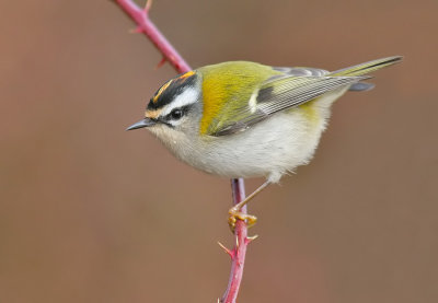 Firecrest / Vuurgoudhaan