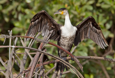 White-breasted Cormorant / Witborstaalscholver