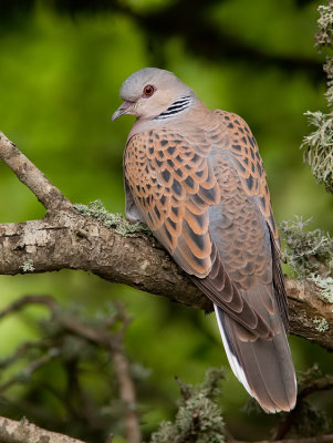 Turtle dove / Zomertortel