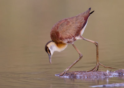 African Jacana / Afrikaanse lelieloper