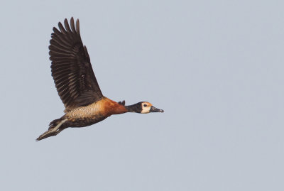 White-faced whistling duck / Witwangfluiteend