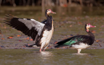 Spur-winged goose / Spoorwiekgans