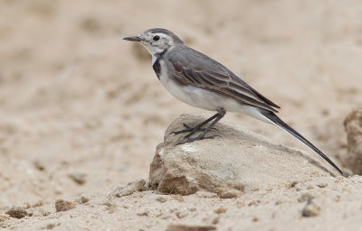 White wagtail / Witte kwikstaart