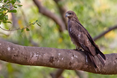 Black kite / Zwarte wouw