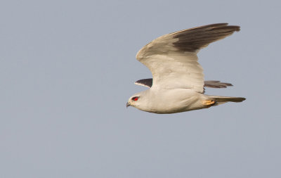 Black-winged kite / Grijze wouw