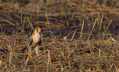 Red-necked Falcon / Roodkop Smelleken