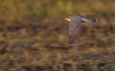 Red-necked Falcon / Roodkop Smelleken