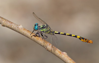 Dark pincertail / Donkere tanglibel