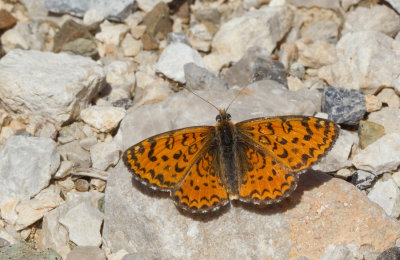 Lesser spotted fritillary / Toortsparelmoervlinder