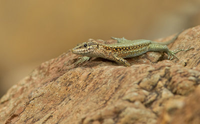 Pelasgian Rock Lizard / Anatololacerta pelasgiana