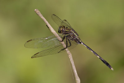 Slender Skimmer / Slanke oeverlibel