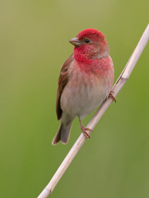 Common Rosefinch / Roodmus