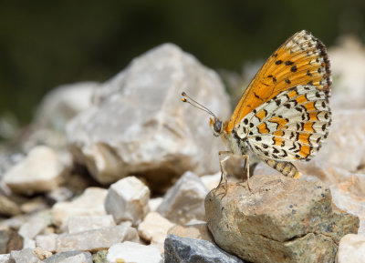 Lesser spotted fritillary / Toortsparelmoervlinder