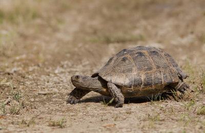 Moorse Landschildpad / Spur-thighed Tortoise
