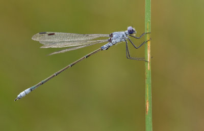 Dark Spreadwing / Grote pantserjuffer