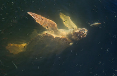 Loggerhead sea turtle / Dikkopschildpad 