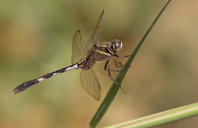 Slender Skimmer / Slanke oeverlibel