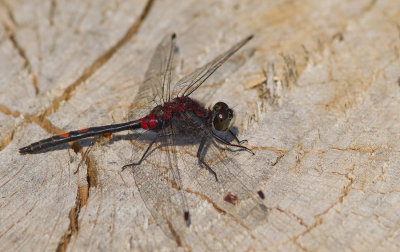 White-faced Darter / Venwitsnuitlibel