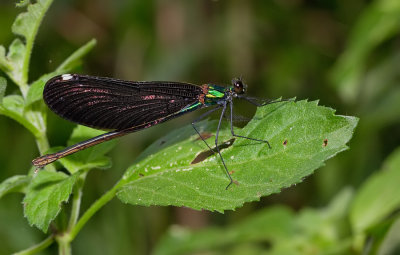 Beautiful demoiselle / Bosbeekjuffer (ssp. festiva)