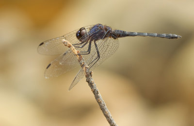 Indigo dropwing / Blauwe zonnewijzer