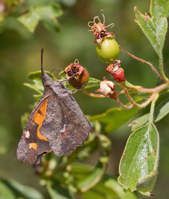 Nettle-Tree Butterfly / Snuitvlinder