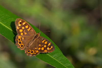 Speckled Wood / Bont zandoogje