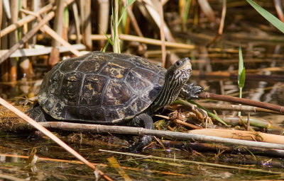 Balkan Pond Turtle / Balkan beekschildpad