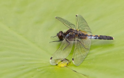 Lilypad Whiteface / Sierlijke witsnuitlibel