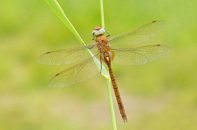 Green-eyed Hawker / Vroege glazenmaker