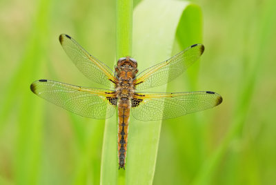 Scarce chaser / Bruine korenbout