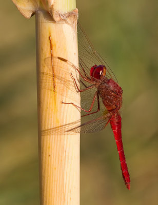 Scarlet darter / Vuurlibel