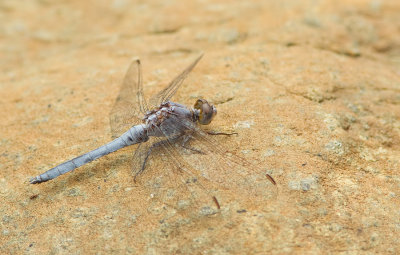 Little skimmer / Kleine oeverlibel