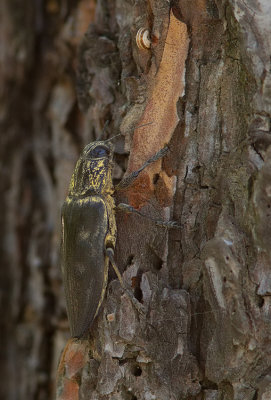 Chalcophora detrita