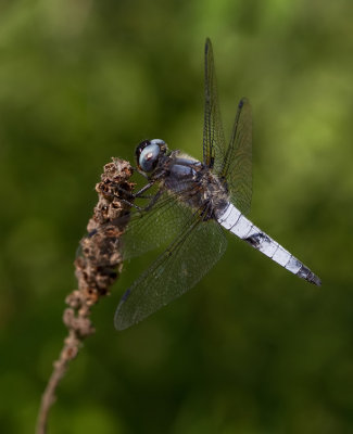 Scarce chaser / Bruine korenbout