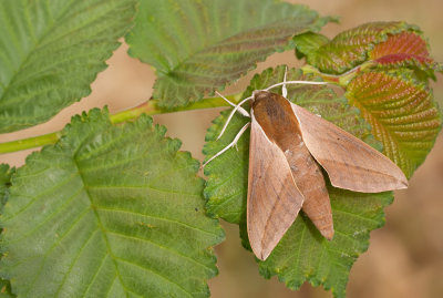Levant hawkmoth / Theretra alecto
