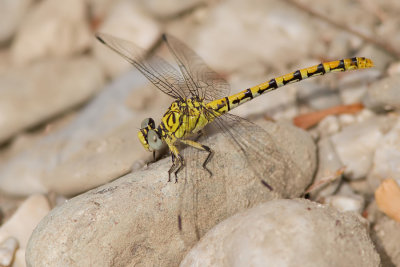 Eastern Small Pincertail / Oostelijke Kleine tanglibel (O.f..albotibialis)