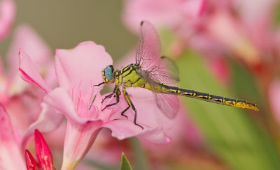 Syrian Clubtail / Syrische rombout