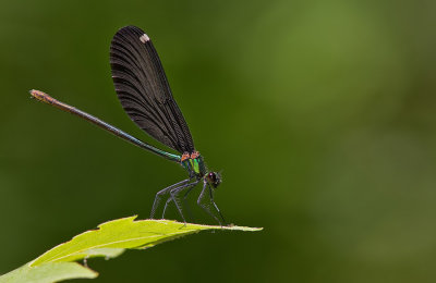 Beautiful demoiselle / Bosbeekjuffer (ssp. festiva) 