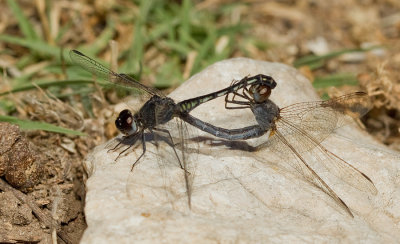 Black Percher / Moriaantje