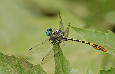 Dark pincertail / Donkere tanglibel