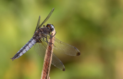 Scarce chaser / Bruine korenbout