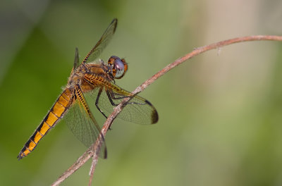 Scarce chaser / Bruine korenbout