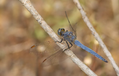 Keeled Skimmer / Beekoeverlibel (ssp Anceps) 