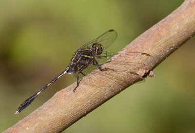 Slender Skimmer / Slanke oeverlibel 