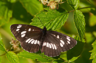 Hungarian Glider / Spireazwever