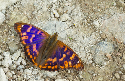 Freyer's Purple Emperor / Oostelijke weerschijnvlinder