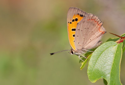 Small Copper / Kleine vuurvlinder