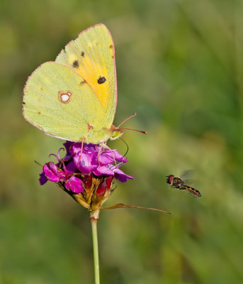 Clouded yellow / Oranje Luzernevlinder 